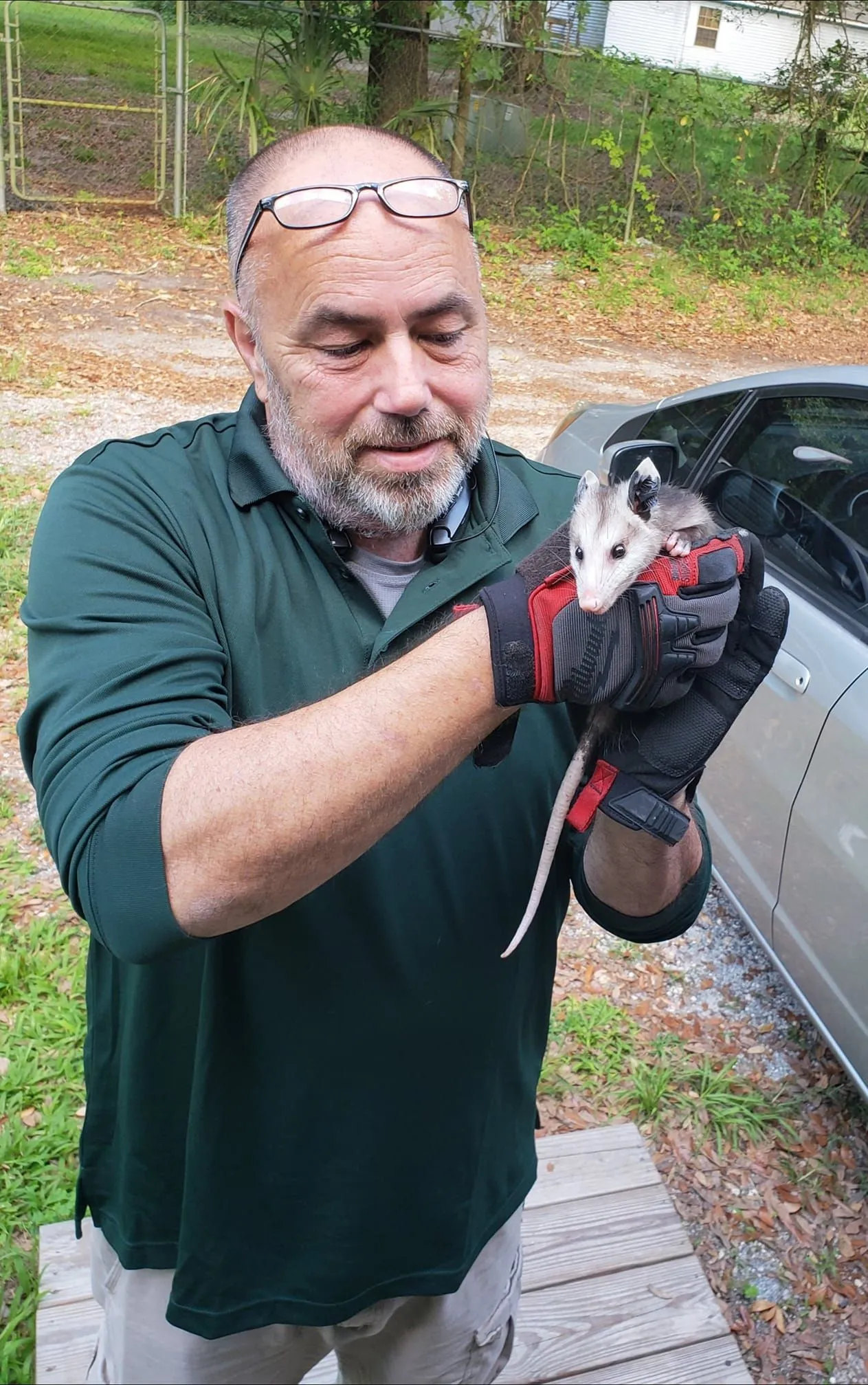 OkieDokie Wildlife technician safely handling an opossum